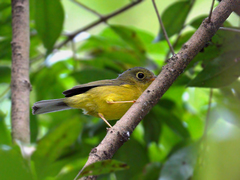 Phylloscopus valentini