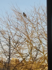 Corvus corone