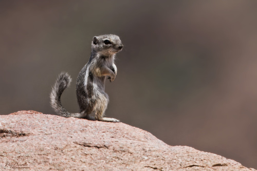 Texas Antelope Squirrel observed by raychiarello