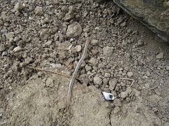 Arthrorhabdus pygmaeus