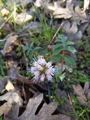 Hydrophyllum capitatum thompsonii