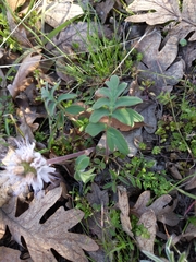 Hydrophyllum capitatum thompsonii