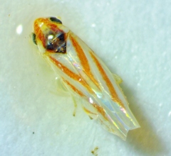 Erythridula noeva
