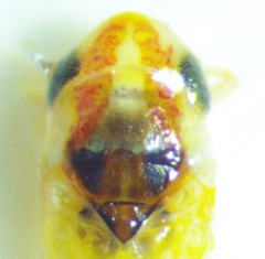 Erythridula noeva