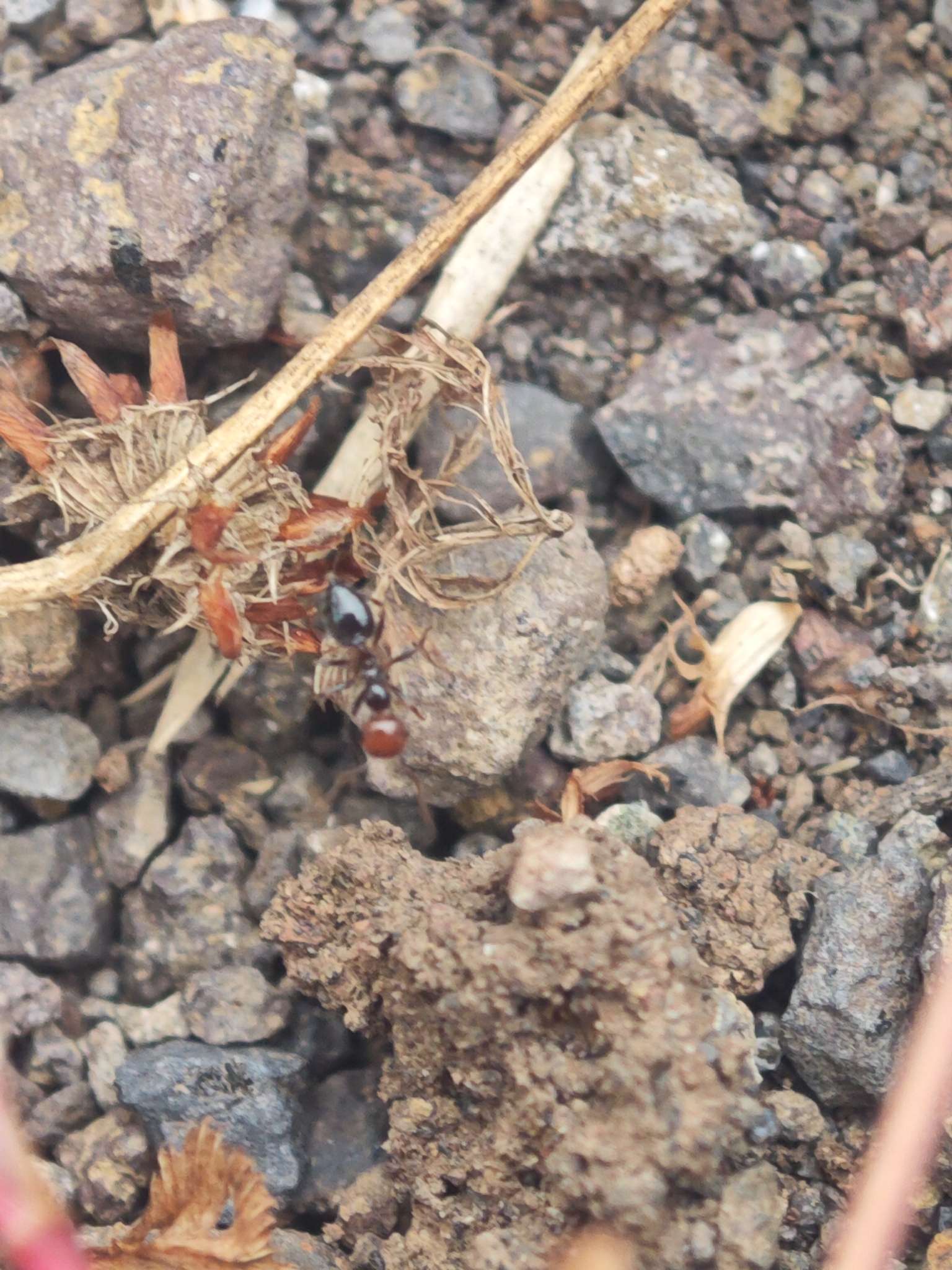 Crematogaster alluaudi