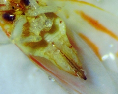 Erythridula noeva