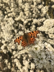 Polygonia c-album