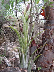 Tillandsia circinnatioides