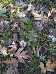 Hydrophyllum capitatum thompsonii