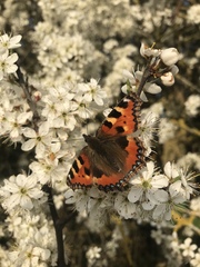 Aglais urticae