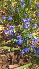 Scilla siberica