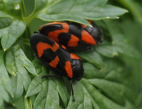 Common Froghopper photo 3