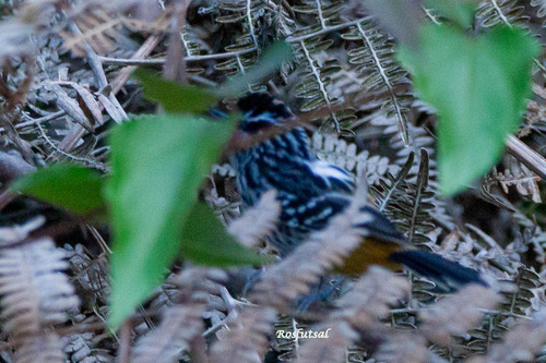Ochre-rumped Antbird