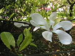 Magnolia
