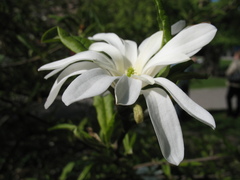 Magnolia