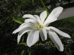 Magnolia