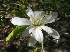 Magnolia