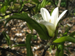 Magnolia
