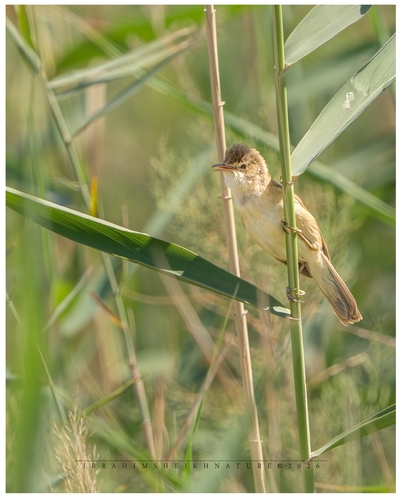 Common Reed Warbler
