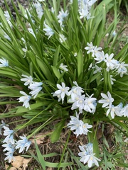 Puschkinia