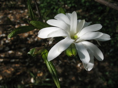 Magnolia