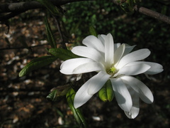 Magnolia