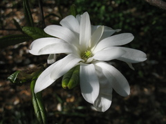 Magnolia