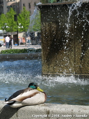 Anas platyrhynchos