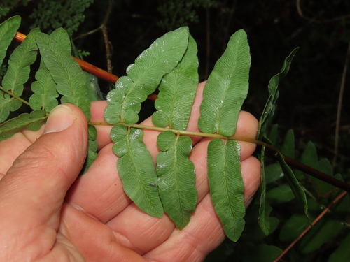 American Royal Fern