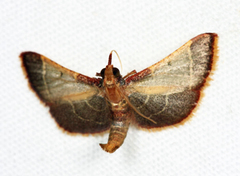Hypsopygia amoenalis