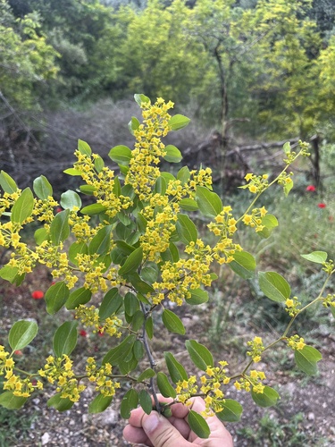 Jerusalem Thorn