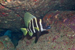 Striped Boarfish photo 3