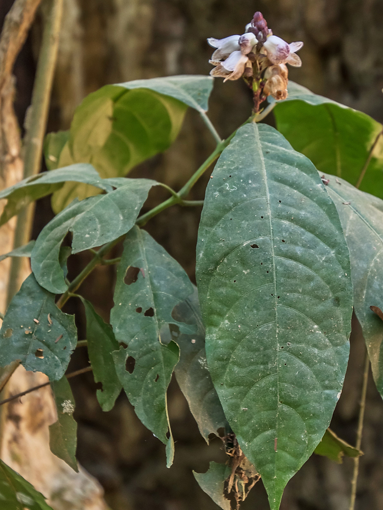 Phlogacanthus annamensis — ảnh 3