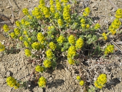 Cruciata taurica