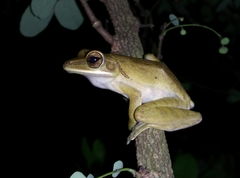 Polypedates leucomystax