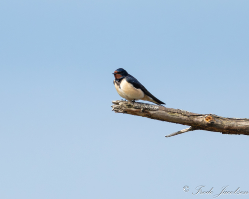 White-bellied Barn Swallow
