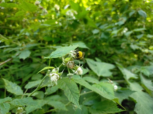 Early Bumble Bee