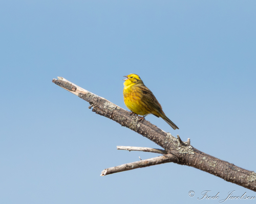 Yellowhammer
