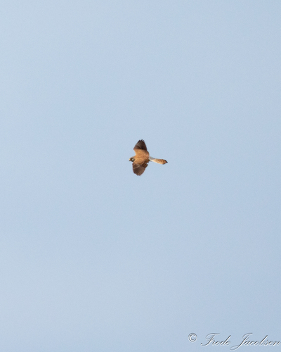 Eurasian Kestrel
