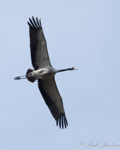 Common Crane