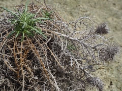 Ptilostemon echinocephalus