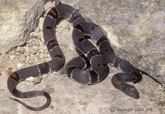 Lampropeltis alterna
