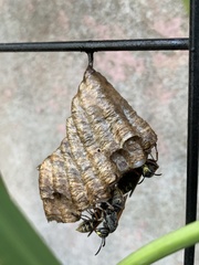 Polistes cinerascens