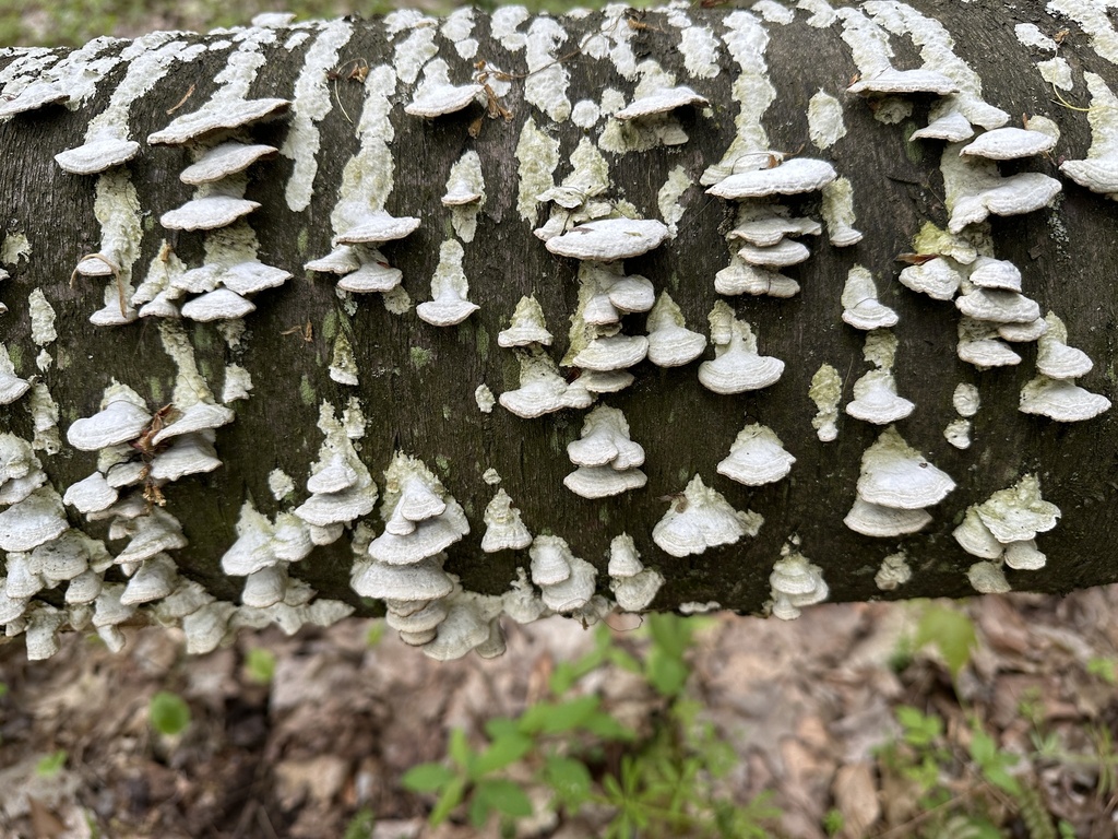 Trichaptum subchartaceum