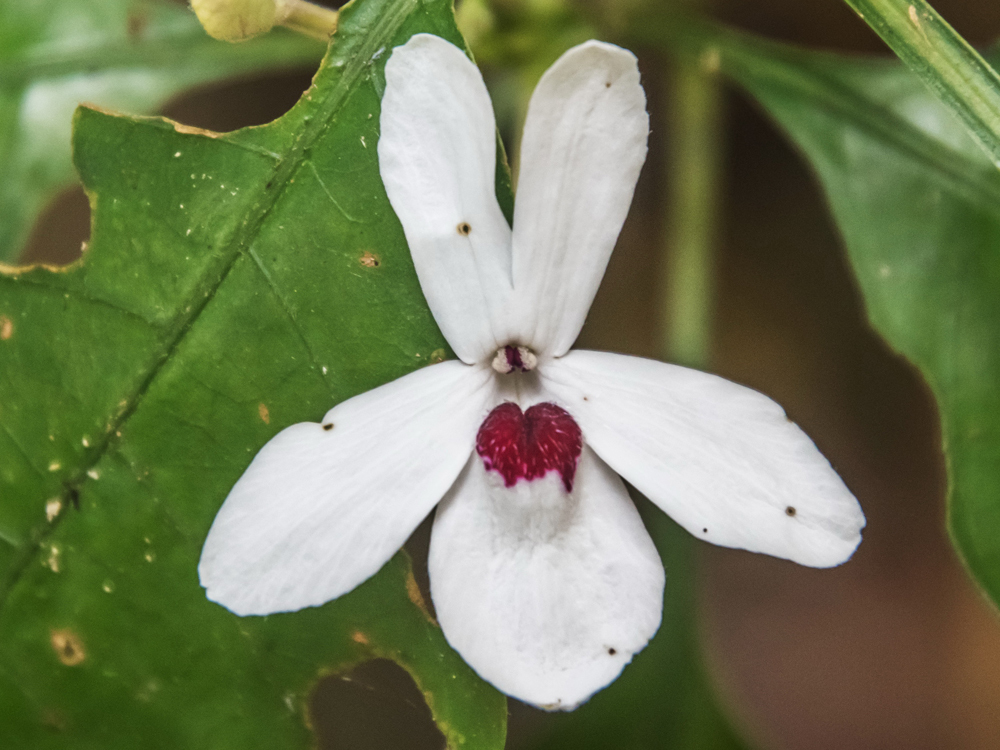 Pseuderanthemum bracteatum (Pseuderanthemum bracteatum)