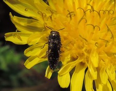 Acmaeodera