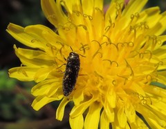 Acmaeodera