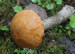 Leccinum