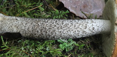 Leccinum