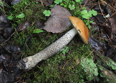 Leccinum